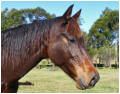 Anaiis, one of the three horses belonging to Vicki and Andrew.