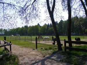 Stal De Mierden equestrian centre