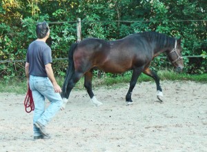 Andrew and Furian, the Welsh cob