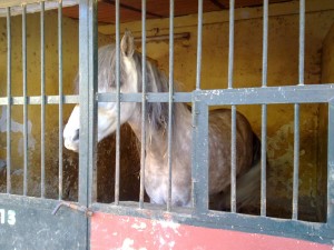 Punishment: solitary confinement; Crime: being a horse