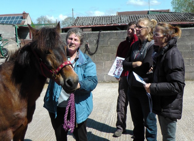 Equine Touch Level 2 training with Lyn Palmer