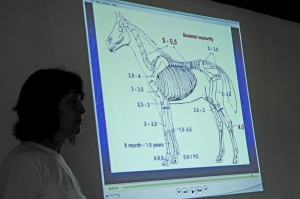 Ivana explaining the anatomy of the horse.