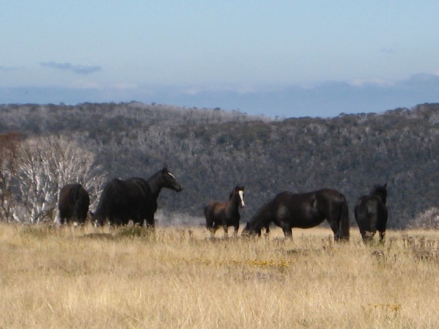 High country brumbies