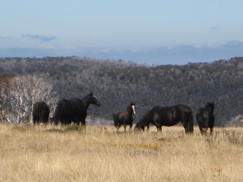 high-country-brumbies