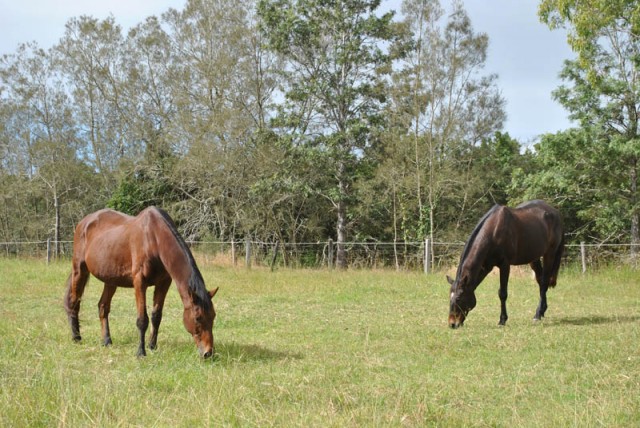 Gulliver (24) and Farinelli (20) - our geldings in SE Queensland, Australia