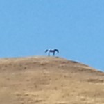 horse-on-hill