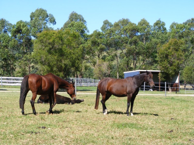 Our small herd in Australia: Gulliver, Farinelli and Anaïs.
