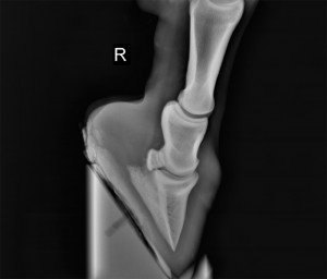 Pip's weak right foot showing crispy clear bones.