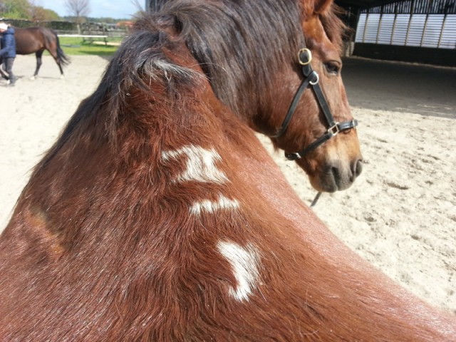 White marks on Pip's withers - sad reminders of a painful past