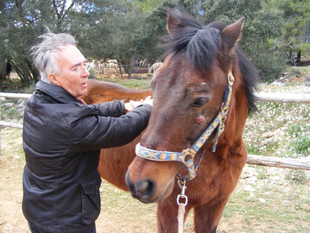 Andrew performing Equine Touch with Torero