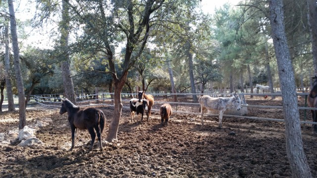 Some of the equines in Los Caballos Luna