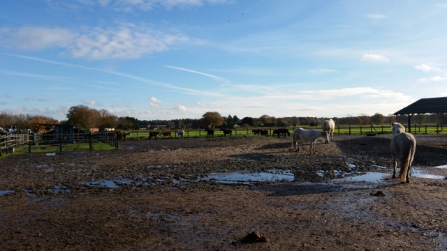 Being relatively flat, the herd enclosure readily turns to mud after rain.