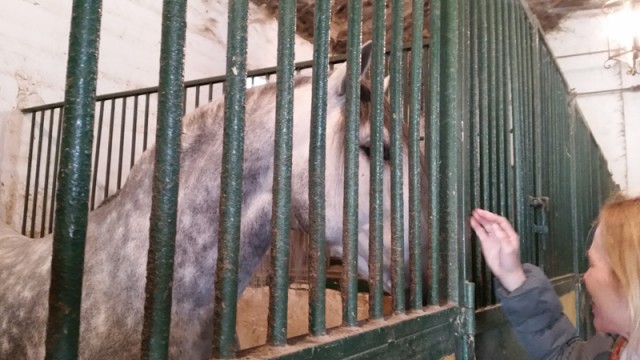 One of 19 stallions imprisoned and incarcerated for being a horse
