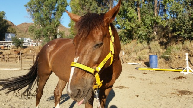 Pip modelling her sexy new yellow halter