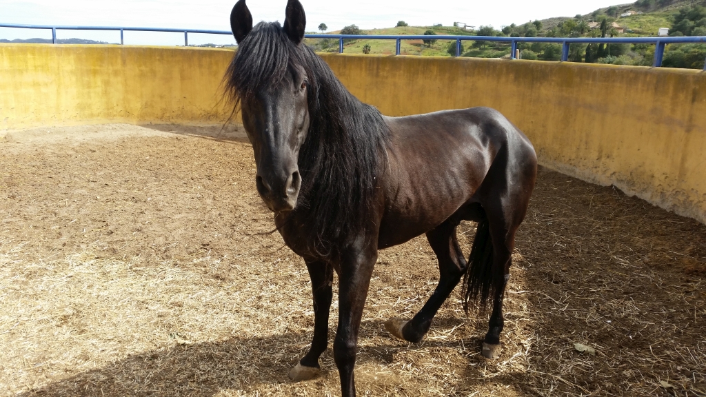 black-stallion
