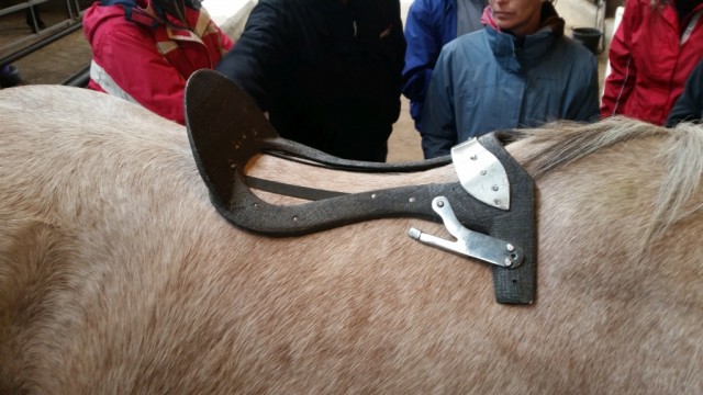 The saddle tree lifts the saddle off the spine and distributes the rider's weight