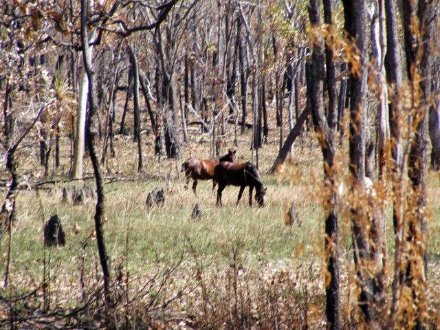 Brumbies (feral horses) foraging in Australia's Northern Territory