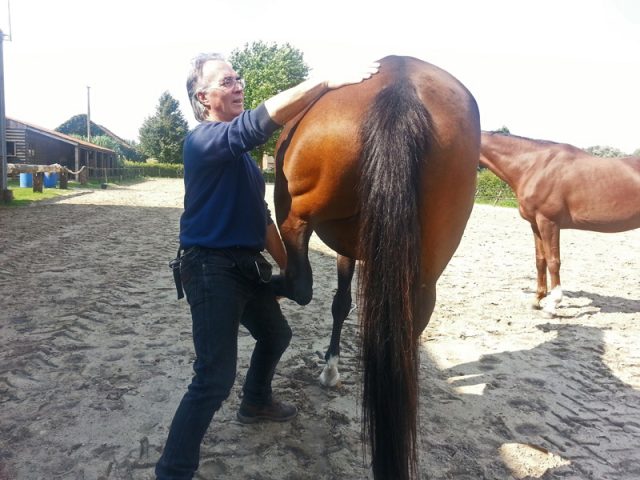 Doing Equine Touch with Anaïs at liberty while Pip looks on