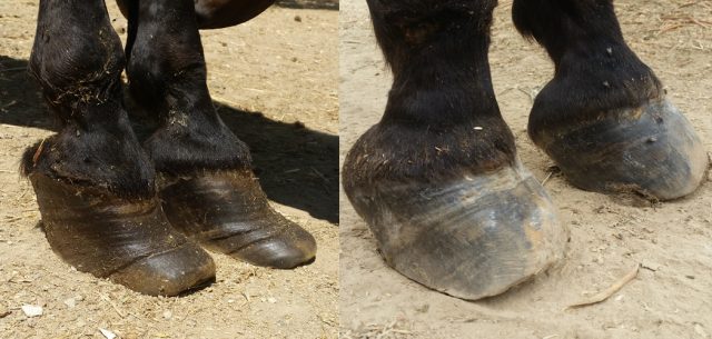 Rhianna's forehooves before and after