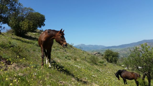The mares foraging on the slope
